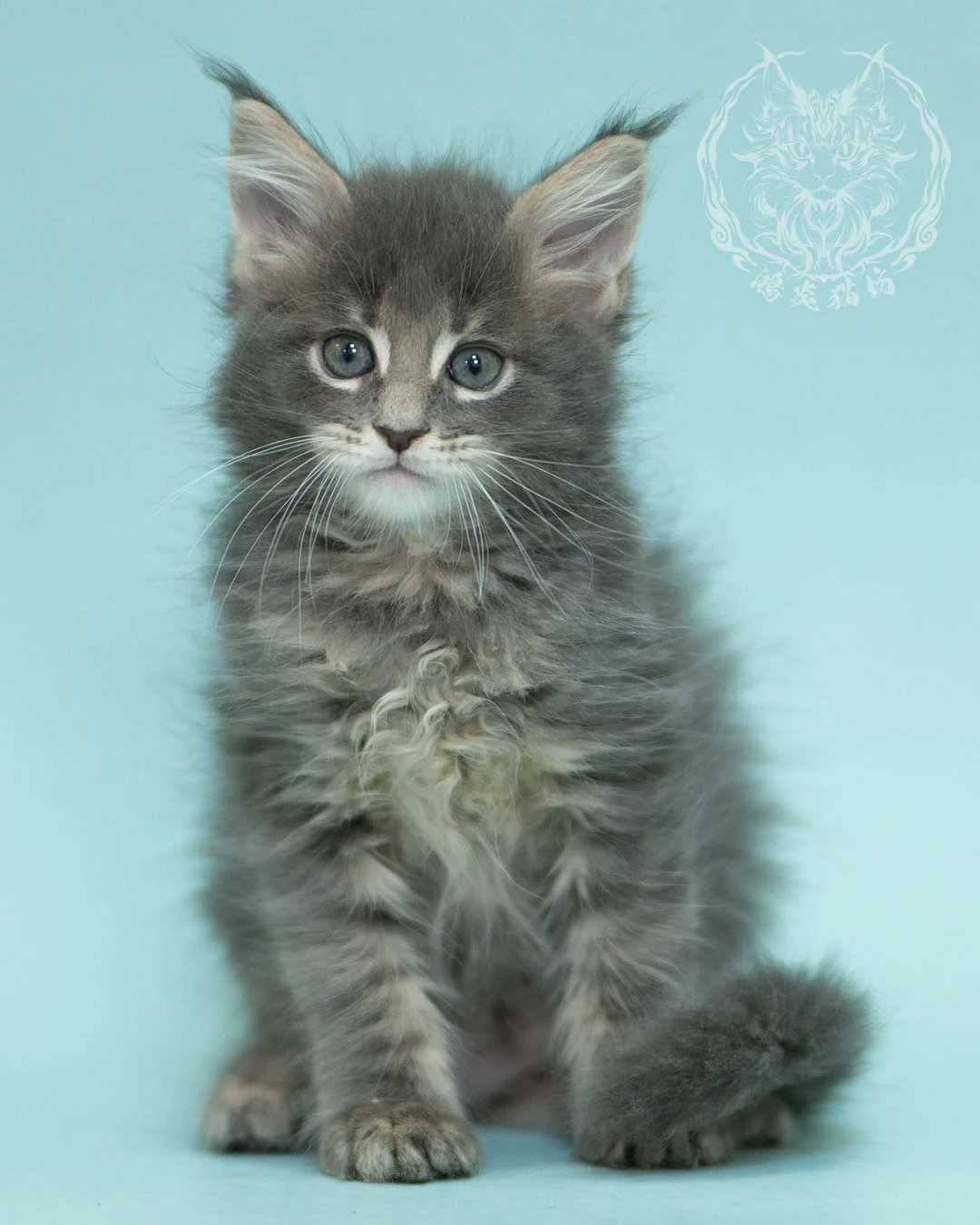 藍虎斑緬因貓 Blue Tabby Maine Coon 2months Sideview 2