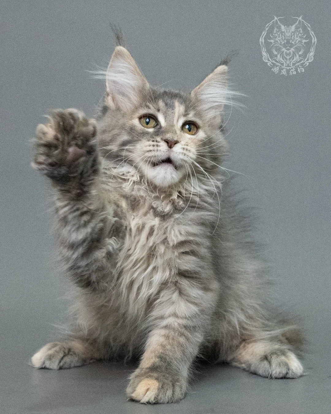 藍乳虎斑緬因貓 Blue Cream Tabby Maine Coon 3months Closeup 9
