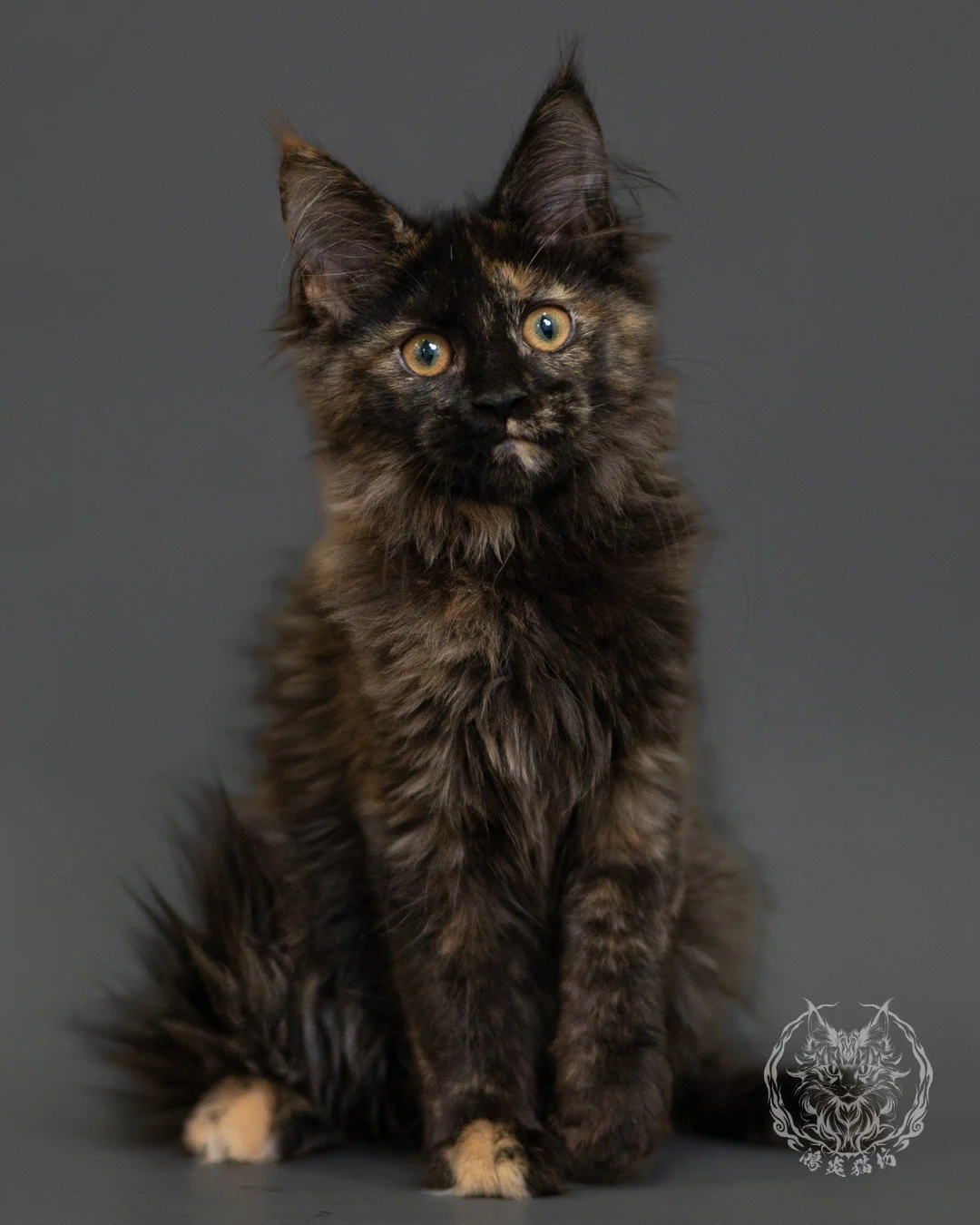 黑玳帽緬因貓 Tortoiseshell Maine Coon 3months Front 20