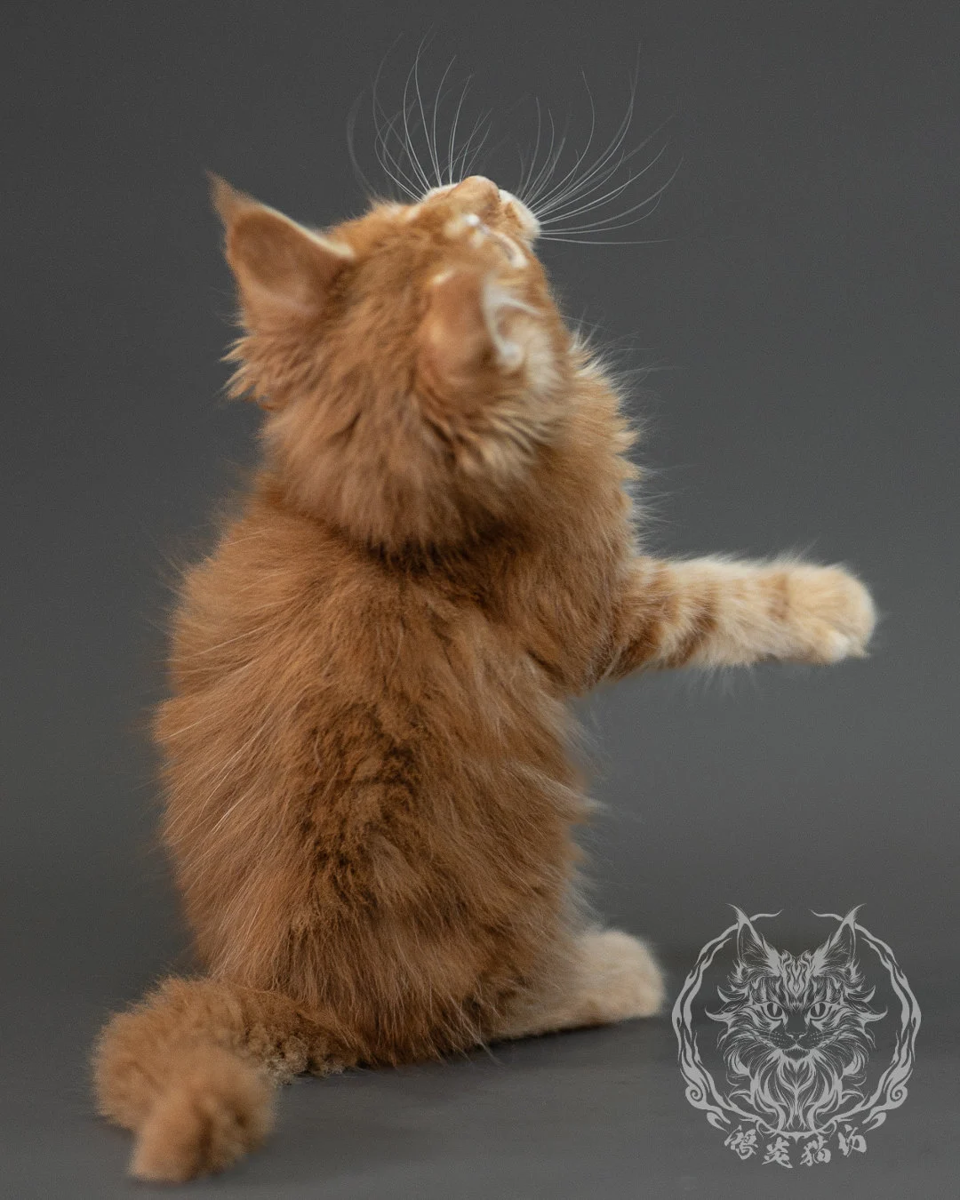 紅虎斑緬因貓 Red Tabby Maine Coon 2months Closeup 11