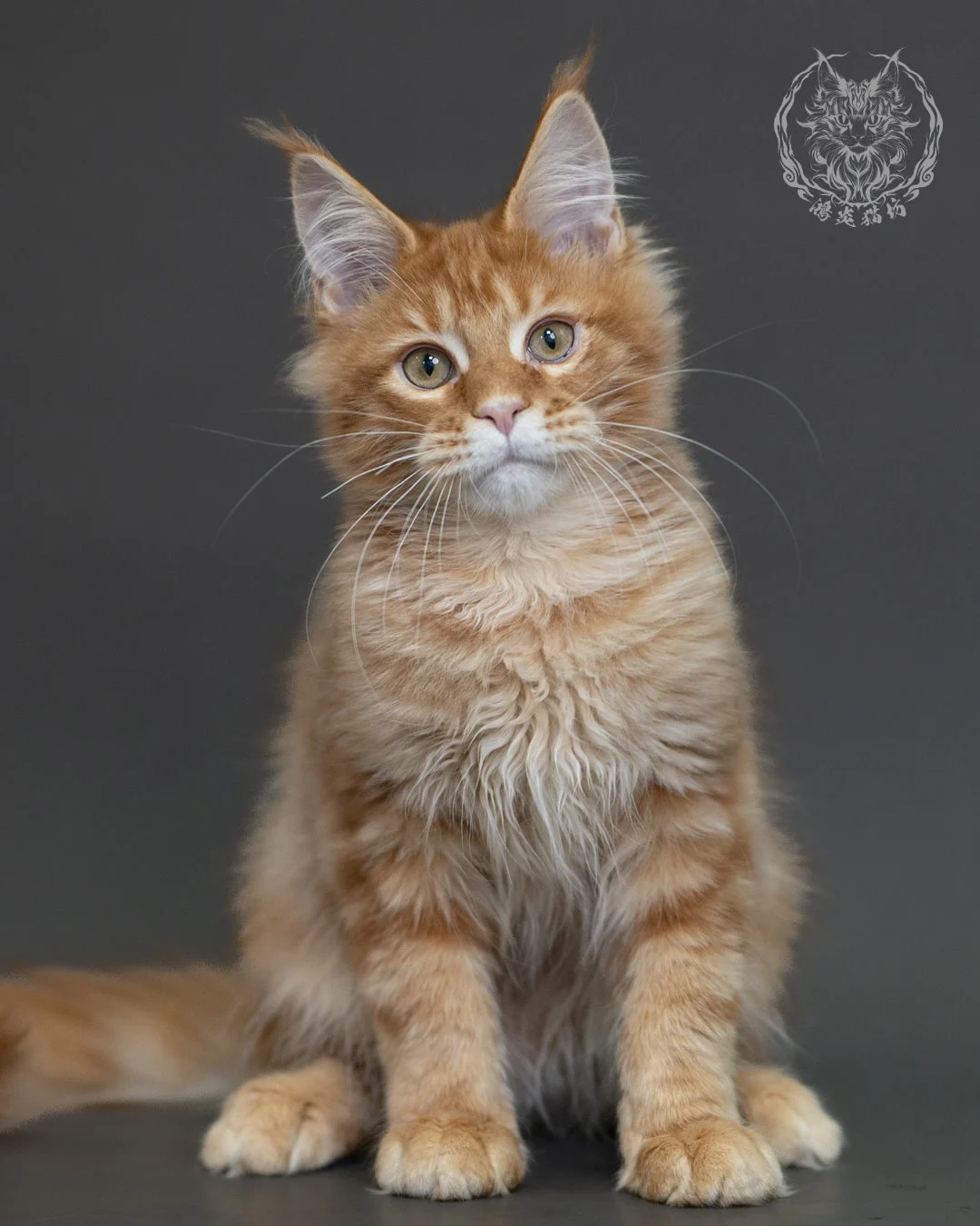 紅虎斑緬因貓 Red Tabby Maine Coon 4halfmonths Cattery Taichung 13