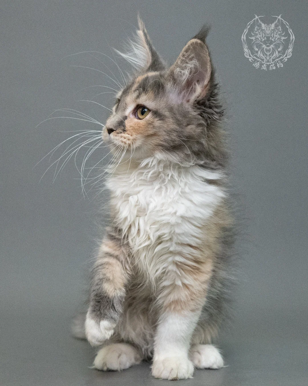 藍乳玳帽緬因貓 Blue Cream Tortie Maine Coon 3months Closeup 6