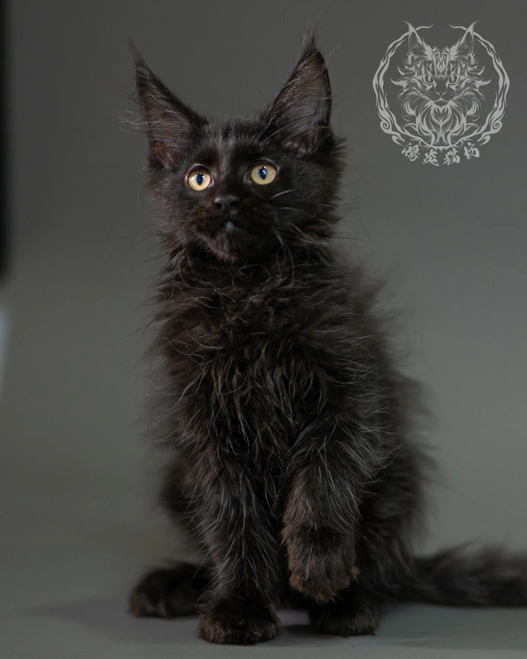 黑色緬因貓 Black Maine Coon 2months Closeup 4