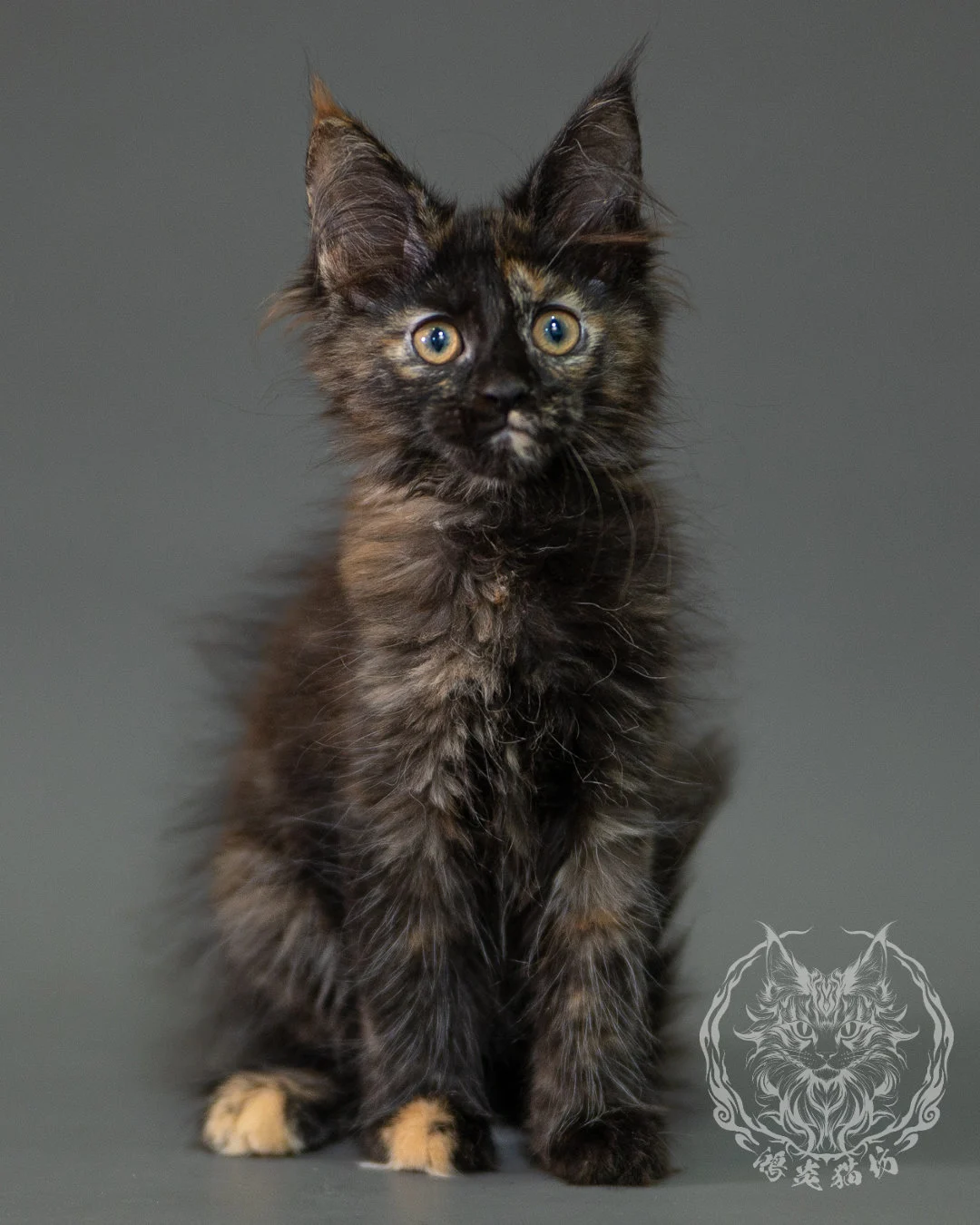 黑玳帽緬因貓 Black Tortoiseshell Maine Coon 2months Closeup 3