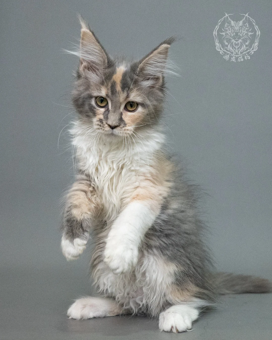 藍乳玳帽緬因貓 Blue Cream Tortie Maine Coon 3months Closeup 17