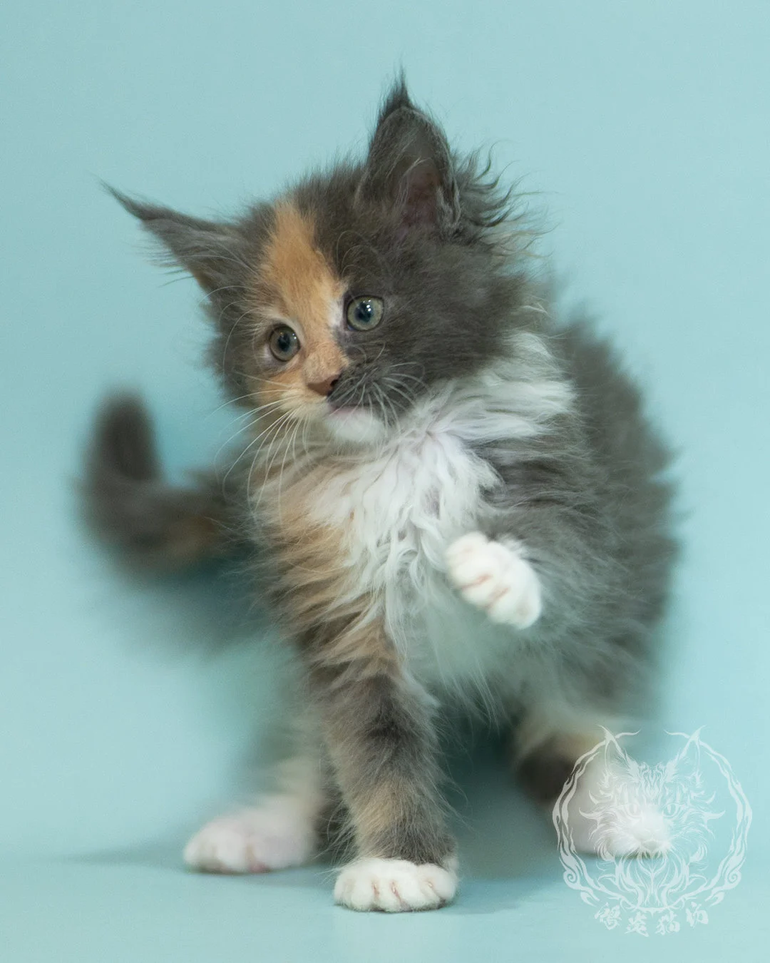 藍乳玳帽緬因貓 Blue Cream Tortie Maine Coon 2months Sidepose 4