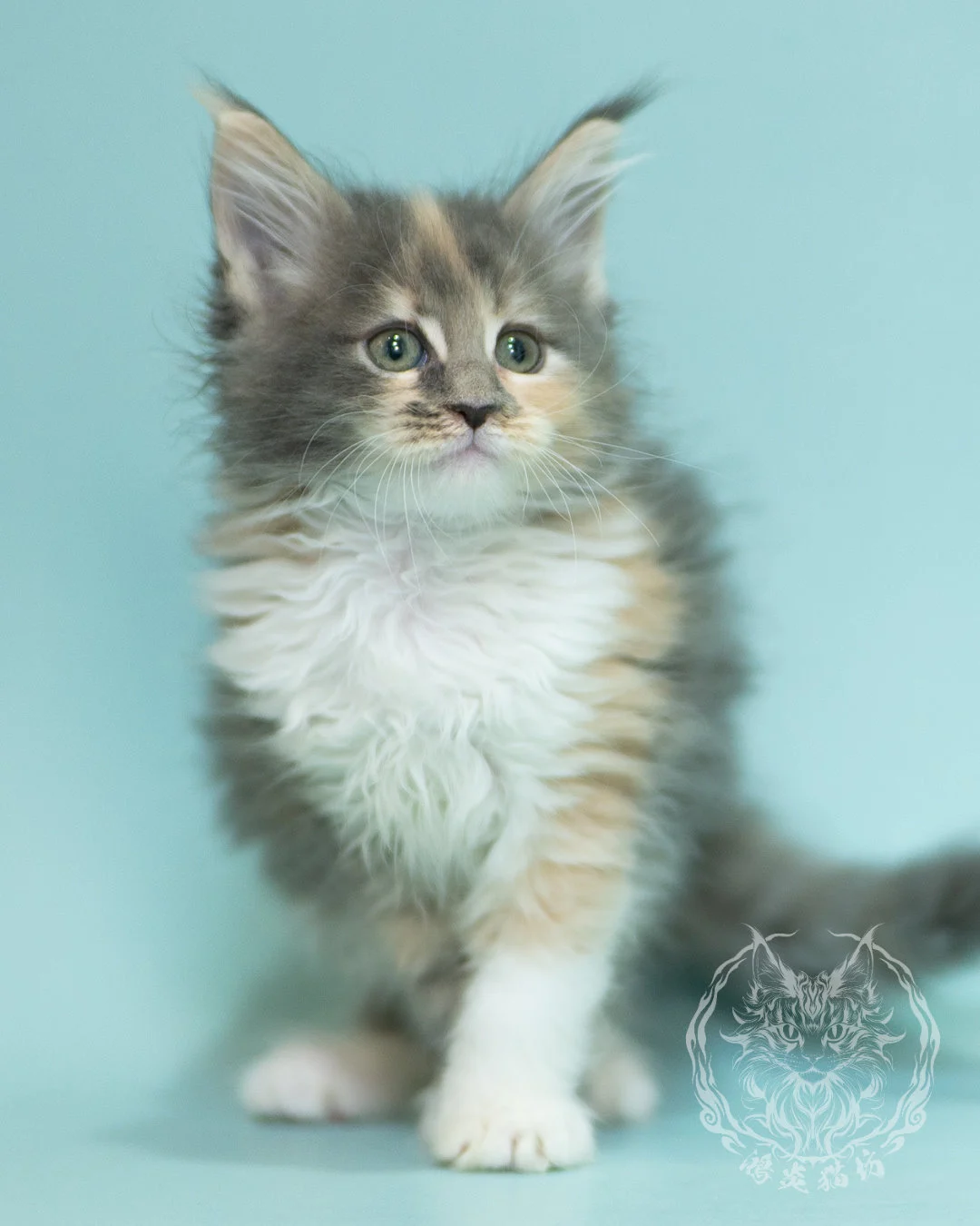 藍乳玳帽緬因貓 Blue Cream Tortie Maine Coon 2months Sidepose 2