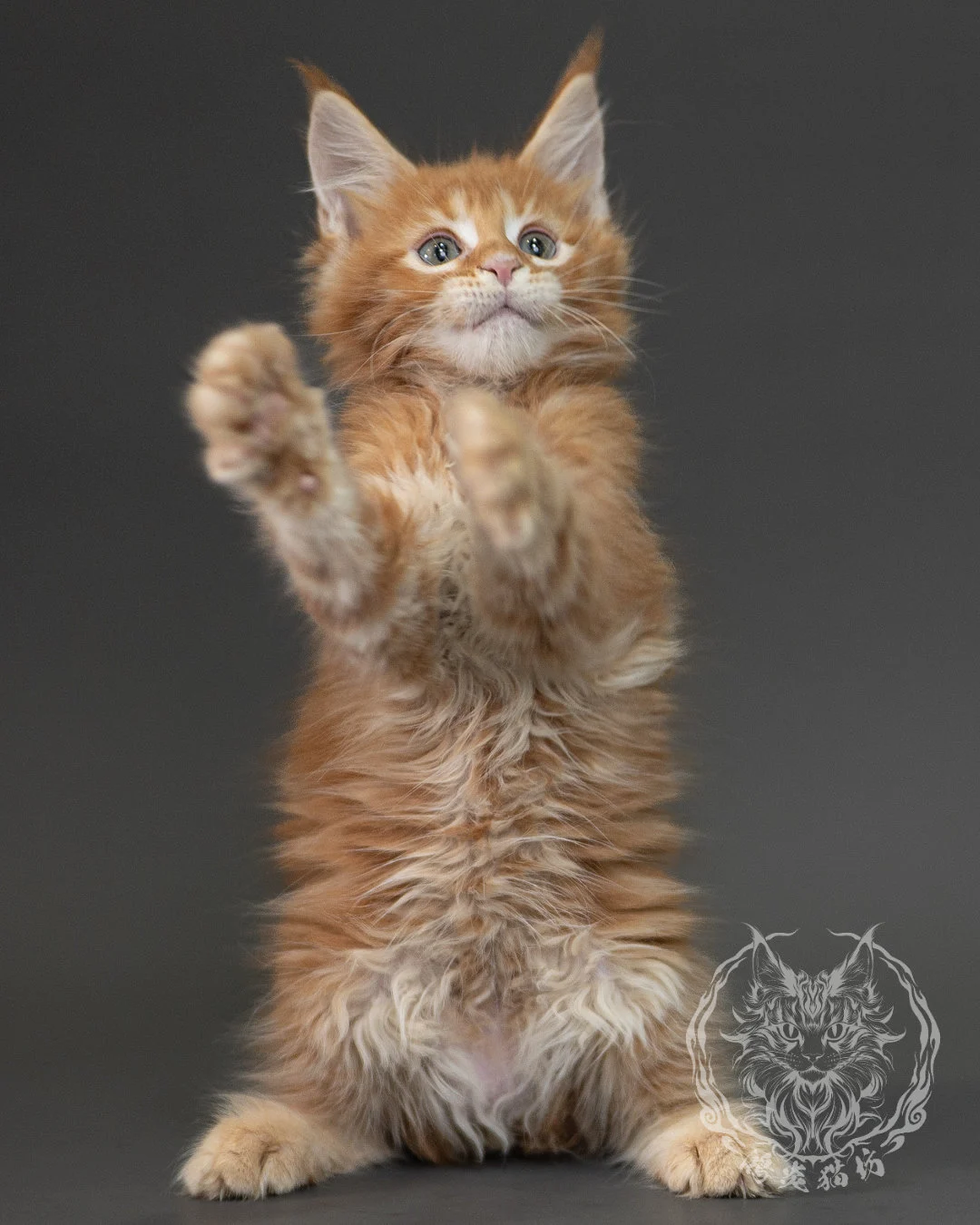紅虎斑緬因貓 Red Tabby Maine Coon 2months Closeup 14