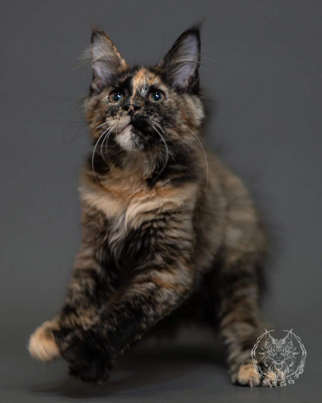 黑玳帽緬因貓 Tortoiseshell Maine Coon 3months Cattery Taichung 8