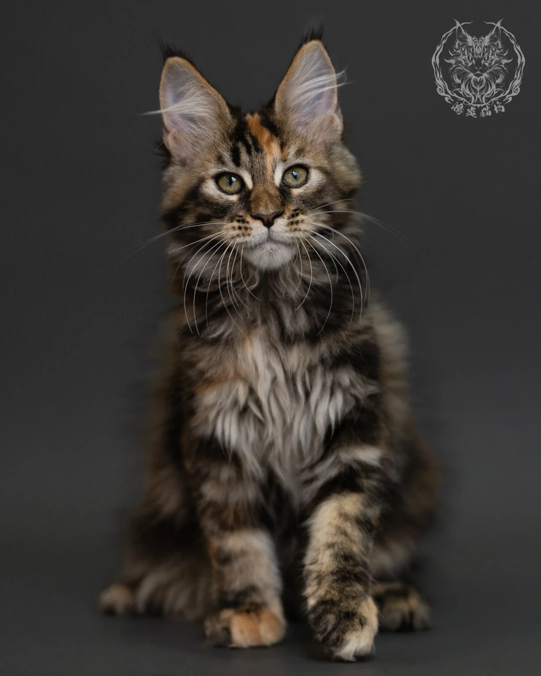玳帽虎斑緬因貓 Tortie Tabby Maine Coon 3months Cattery Taichung 17