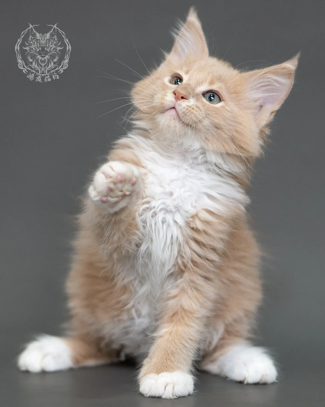 鴻炎貓坊奶油虎斑緬因貓2個月，cream Tabby Maine Coon Kitten 23
