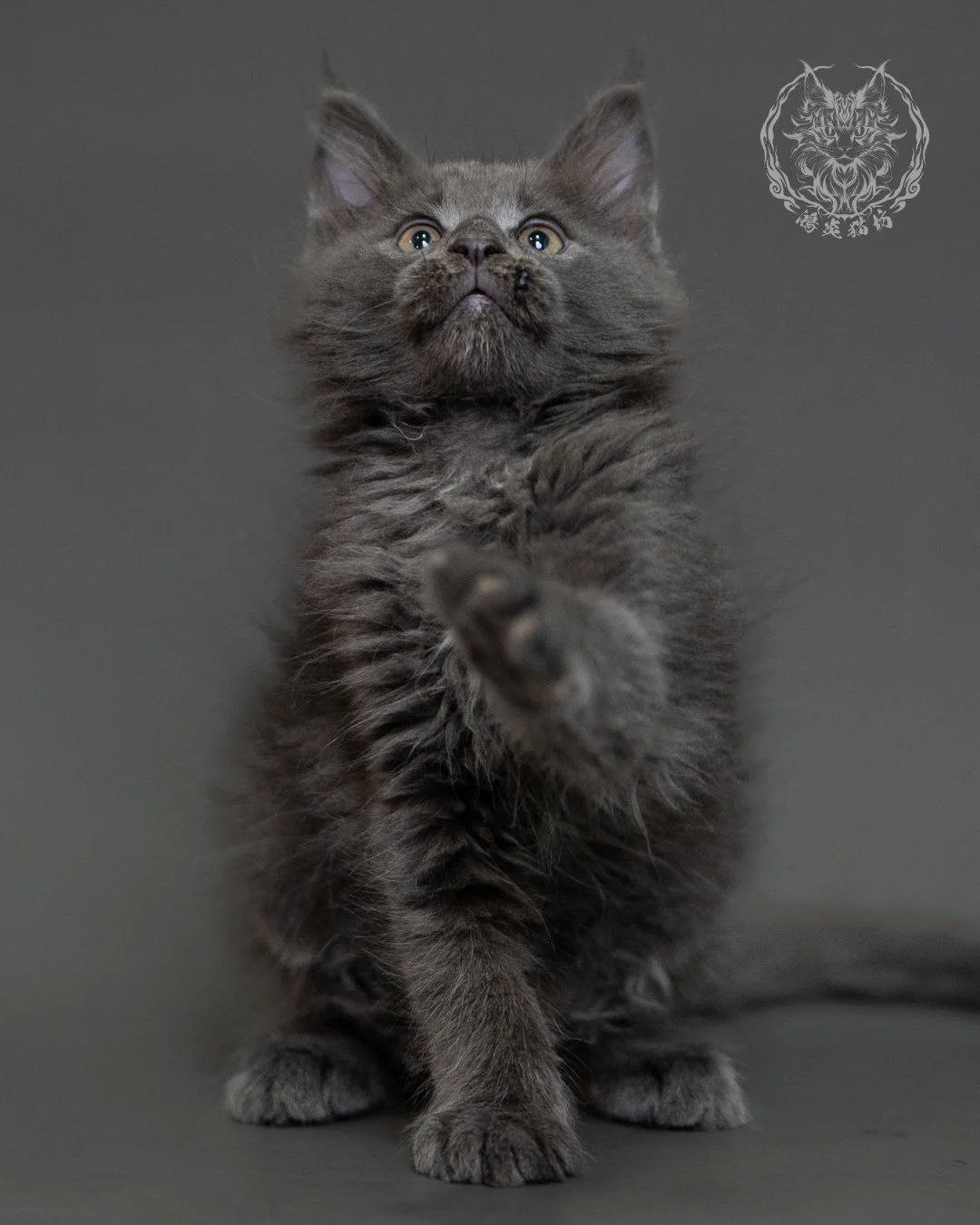 鴻炎貓坊藍煙燻緬因貓2個月特寫，blue Smoke Maine Coon Kitten 12