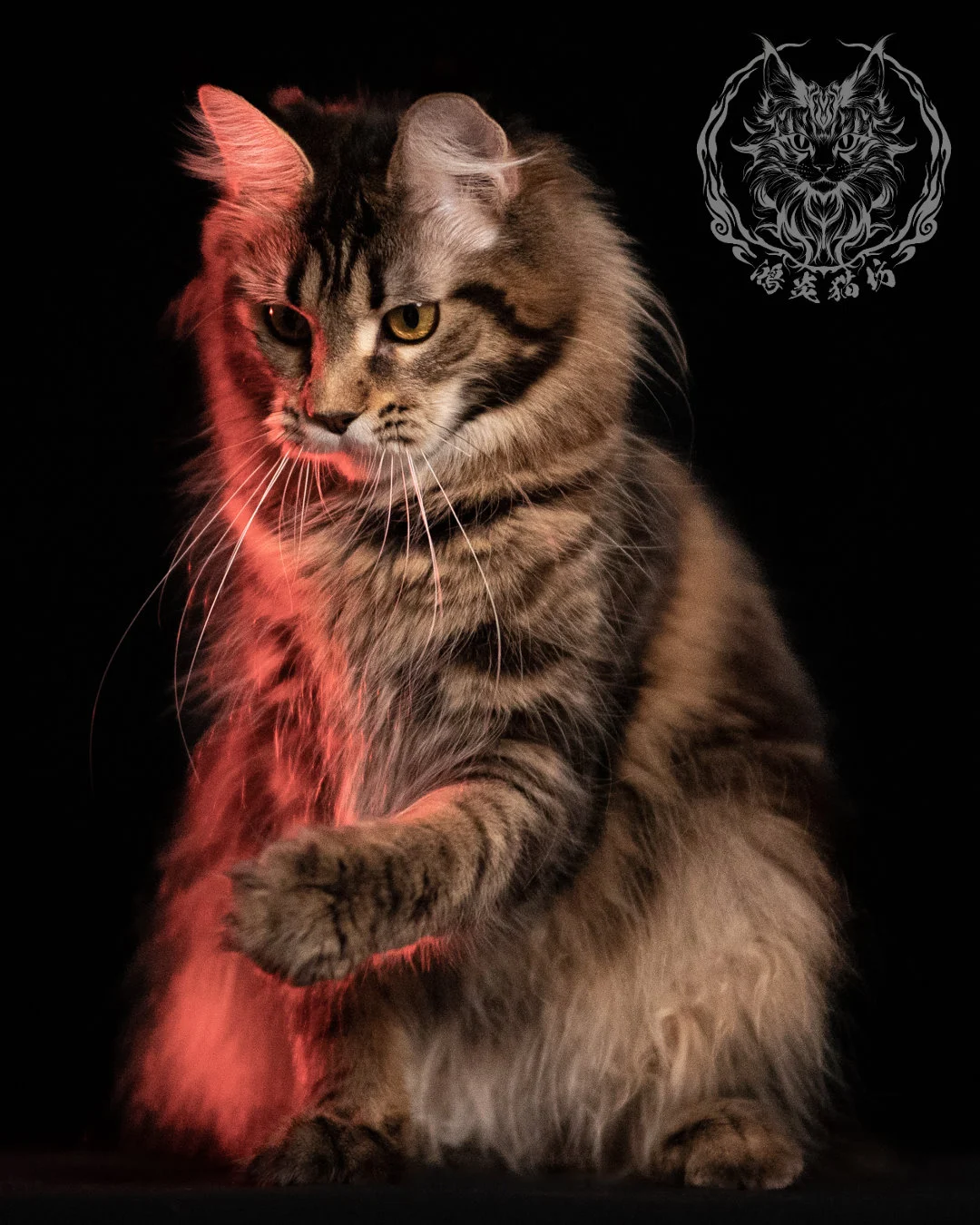 棕虎斑緬因貓 Brown Tabby Maine Coon 13months Closeup 18