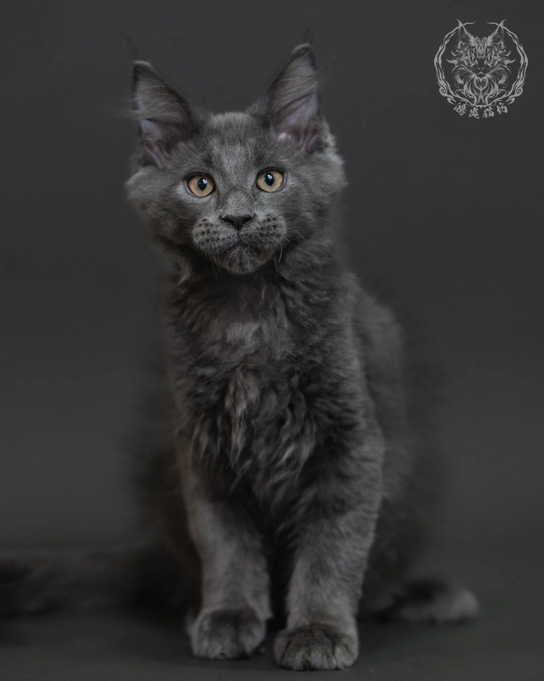 藍煙燻緬因貓 Blue Smoke Maine Coon 3months Cattery Taichung 11