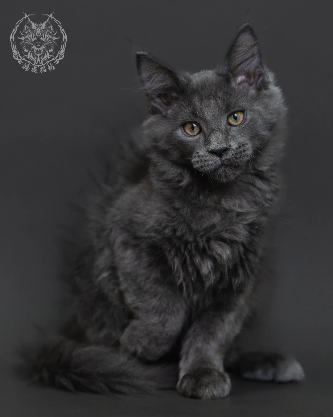 藍煙燻緬因貓 Blue Smoke Maine Coon 3months Cattery Taichung 5