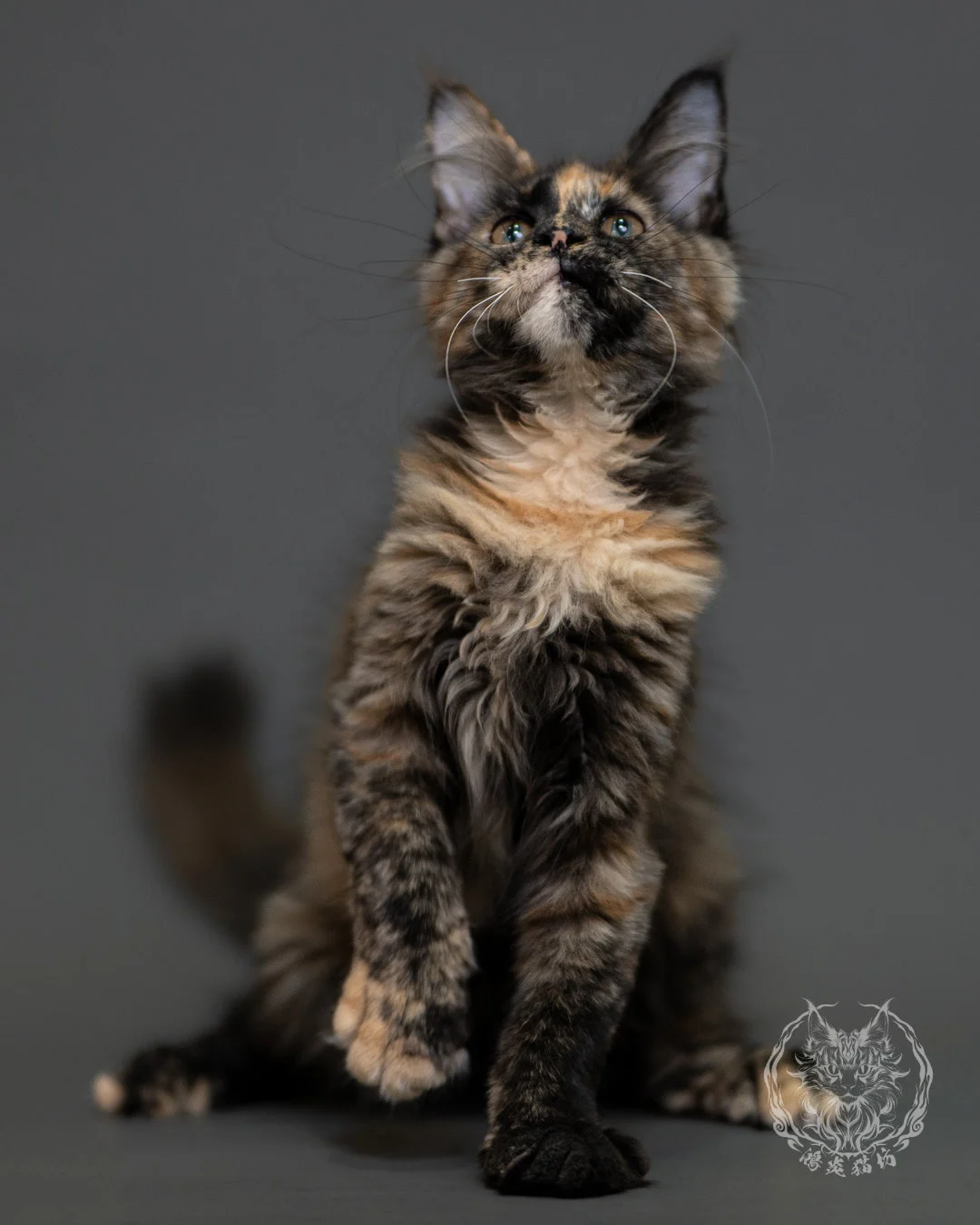 黑玳帽緬因貓 Tortoiseshell Maine Coon 3months Cattery Taichung 5