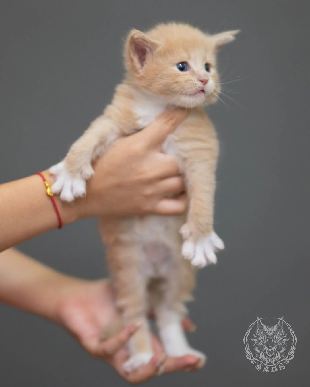 奶油虎斑緬因貓 Cream Tabby Maine Coon 4weeks Closeup 4