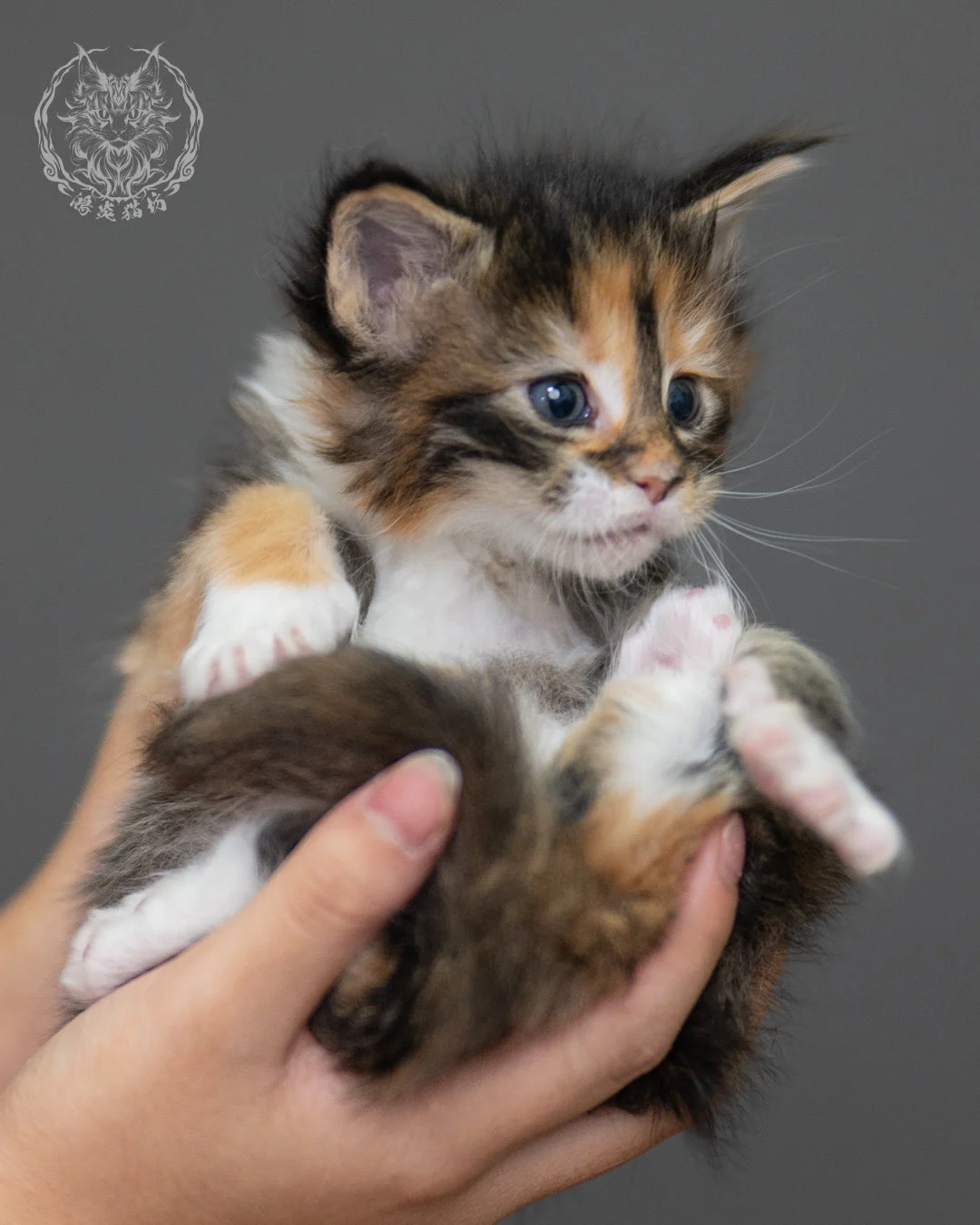 玳帽虎斑緬因貓 Black Tortie Maine Coon 4weeks Closeup 13