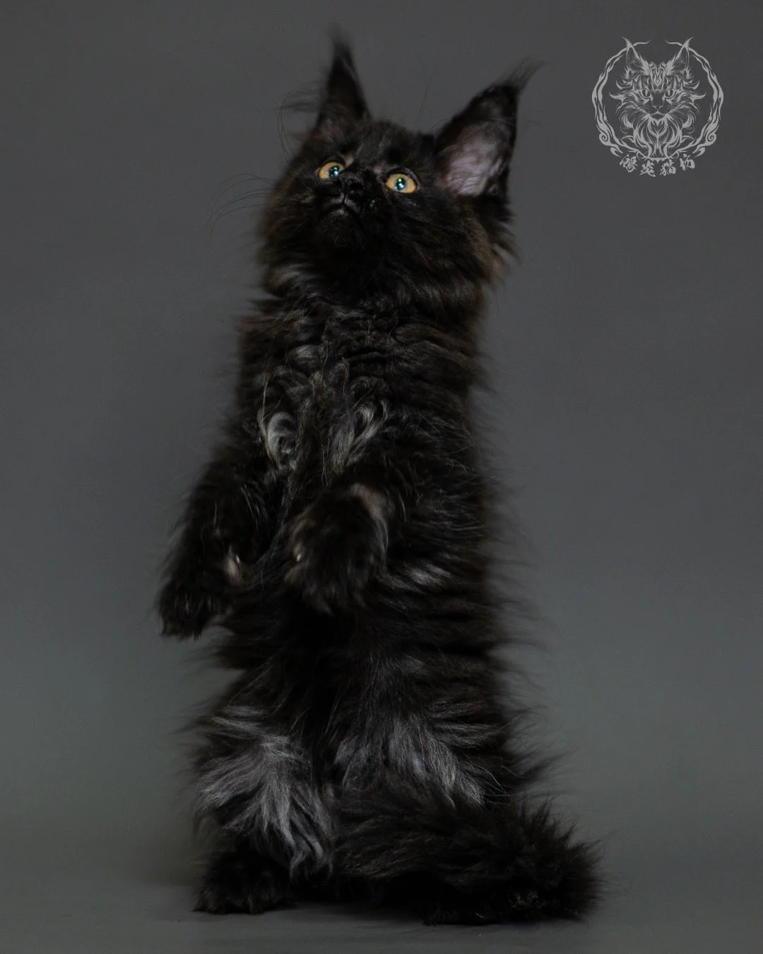 黑煙燻緬因貓 Black Smoke Maine Coon 2months Closeup 13