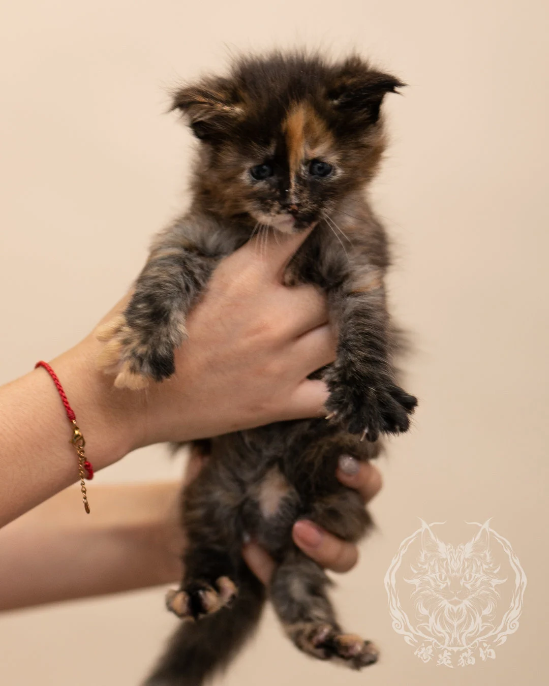 黑玳帽緬因貓 Black Tortie Masked Maine Coon 4weeks Closeup 7