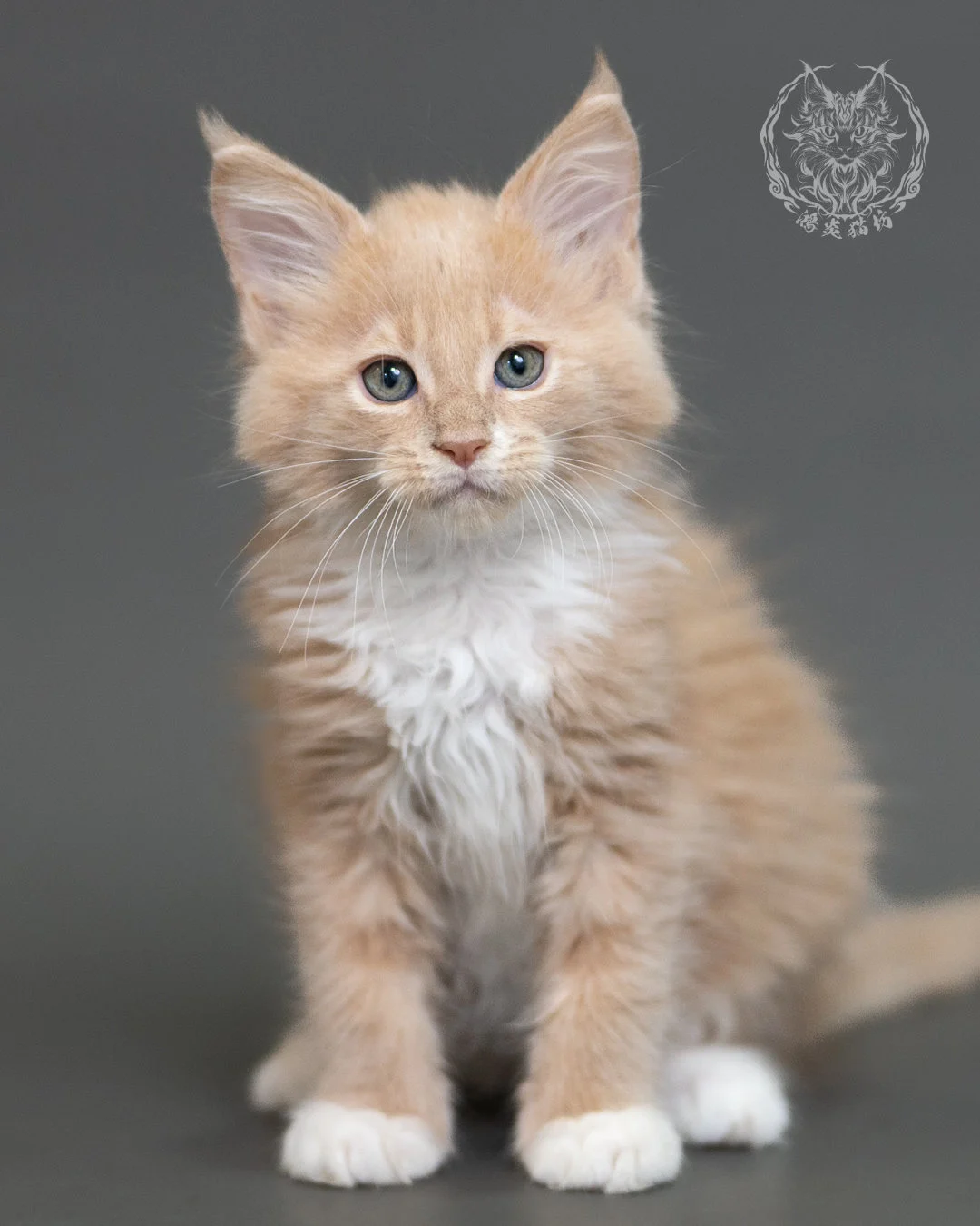 鴻炎貓坊奶油虎斑緬因貓2個月，cream Tabby Maine Coon Kitten 18