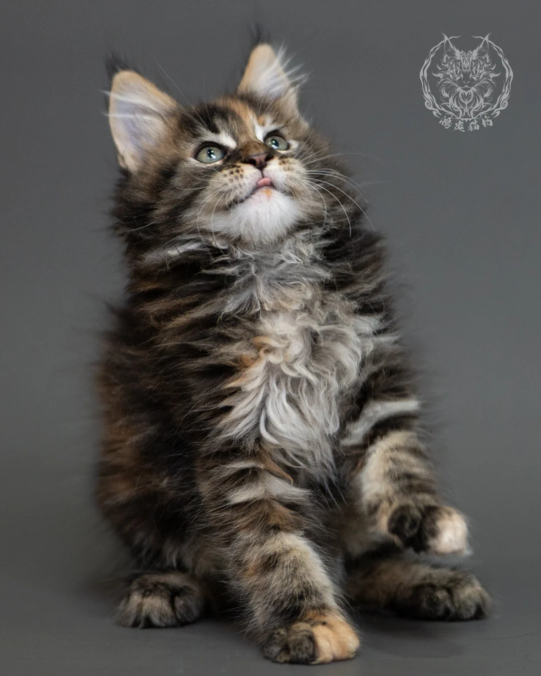 鴻炎貓坊棕虎斑玳帽緬因貓2個月，brown Torbie Maine Coon Kitten 17