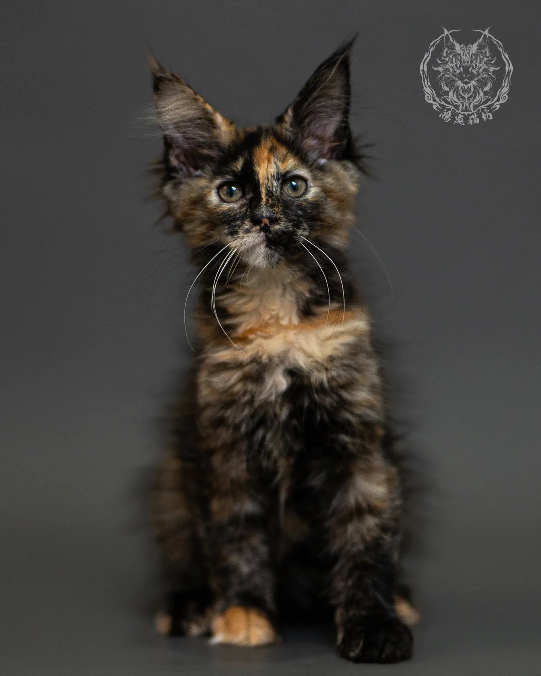 黑玳帽緬因貓 Tortoiseshell Maine Coon 2months Closeup 2