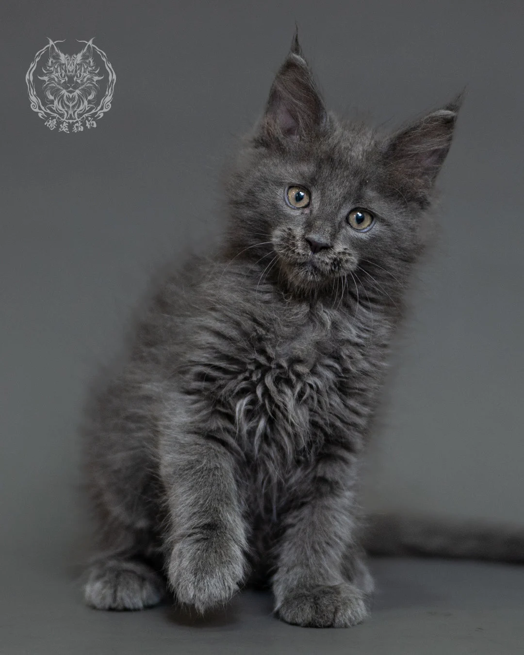 鴻炎貓坊藍煙燻緬因貓2個月特寫，blue Smoke Maine Coon Kitten 17