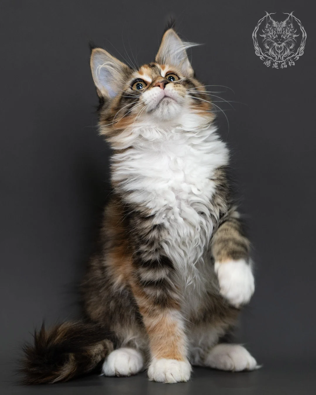 玳帽虎斑緬因貓 Tortie Tabby Maine Coon 3months Cattery Taichung 11