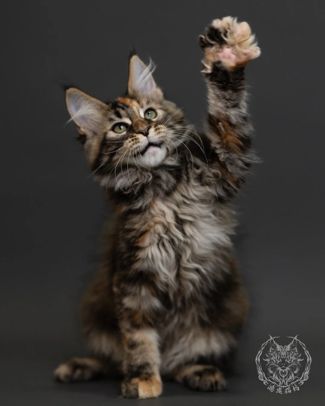 玳帽虎斑緬因貓 Tortie Tabby Maine Coon 3months Cattery Taichung 12