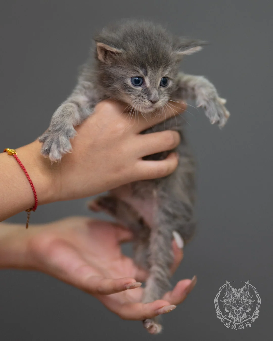 藍乳虎斑緬因貓 Blue Cream Tabby Maine Coon 4weeks Sideview 1