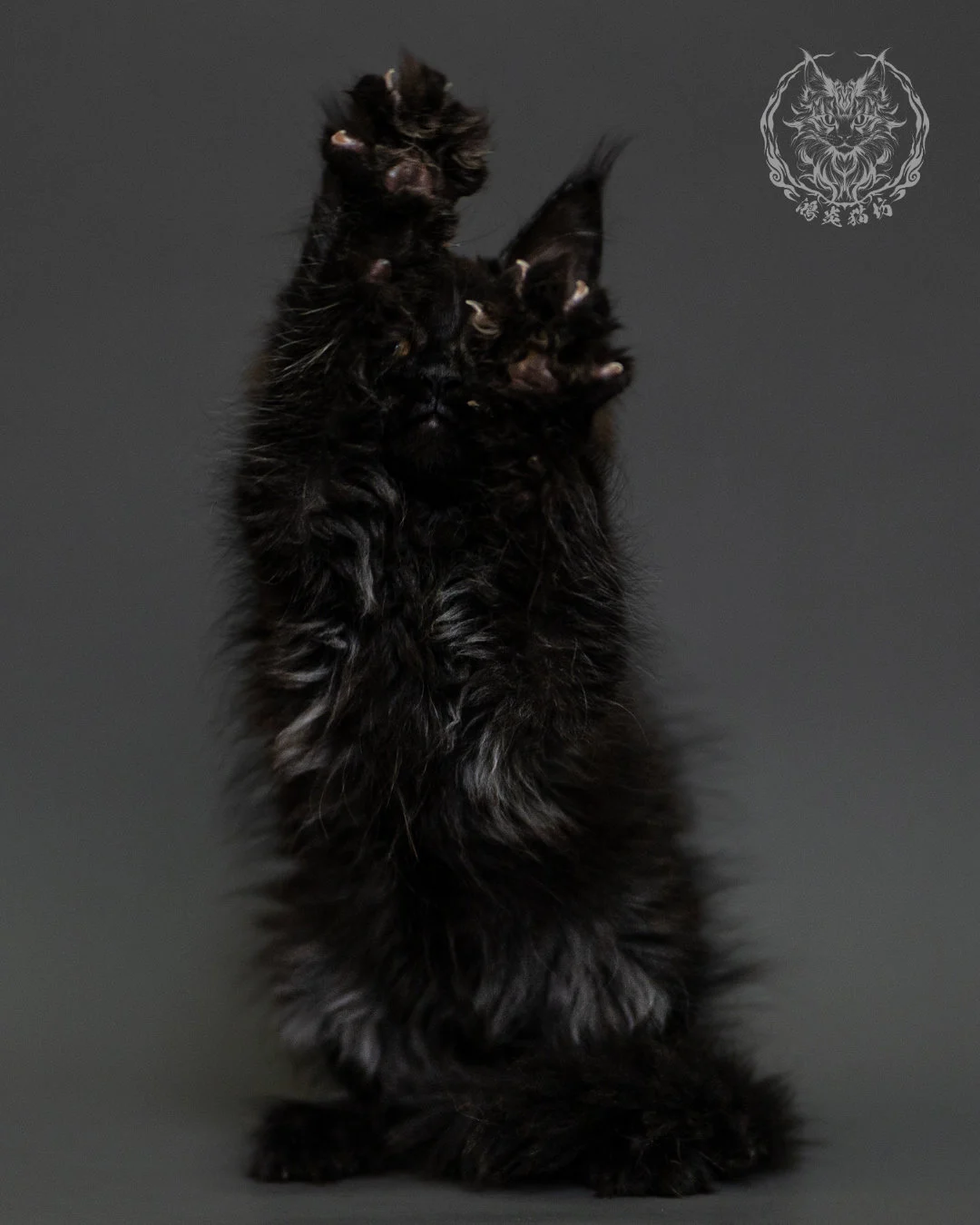 黑煙燻緬因貓 Black Smoke Maine Coon 2months Closeup 17