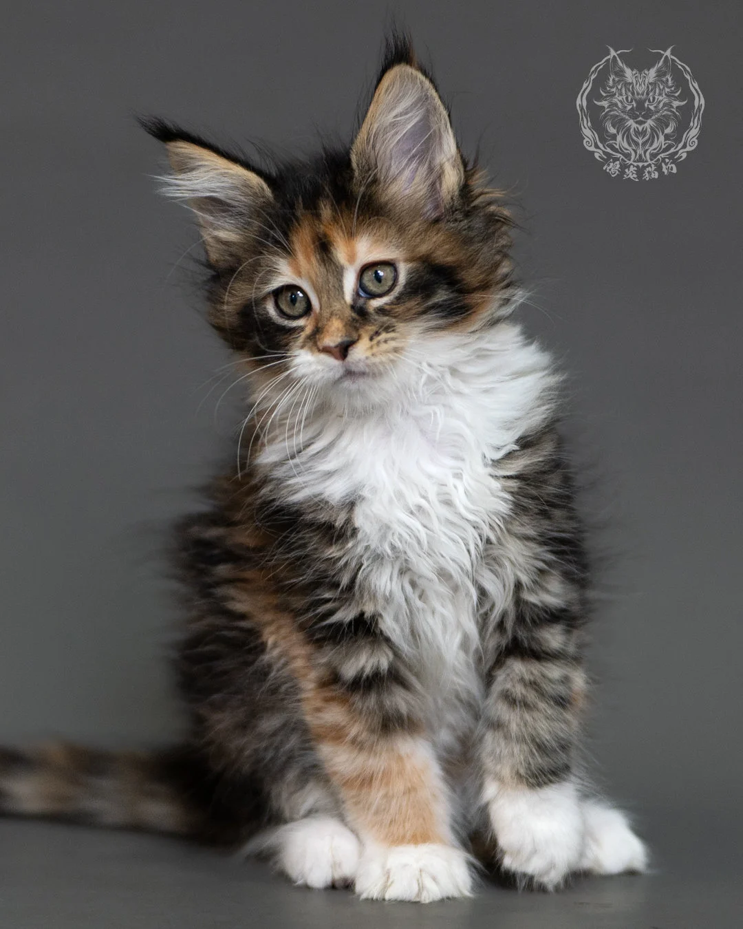 鴻炎貓坊棕虎斑玳帽緬因貓2個月,brown Torbie Maine Coon Kitten 10