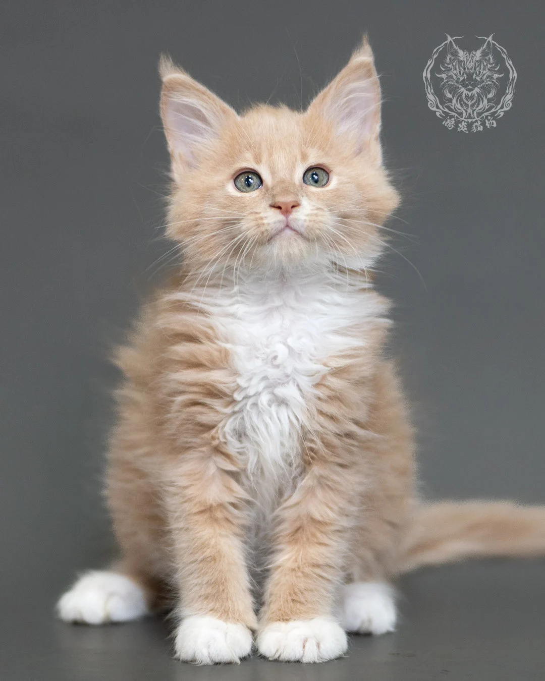 鴻炎貓坊奶油虎斑緬因貓2個月，cream Tabby Maine Coon Kitten 4