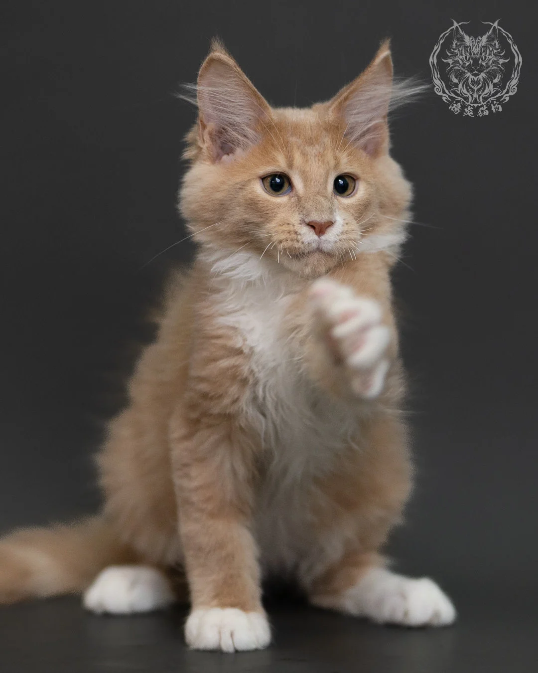 奶油虎斑緬因貓 Cream Tabby Maine Coon 3months Cattery Taichung 3