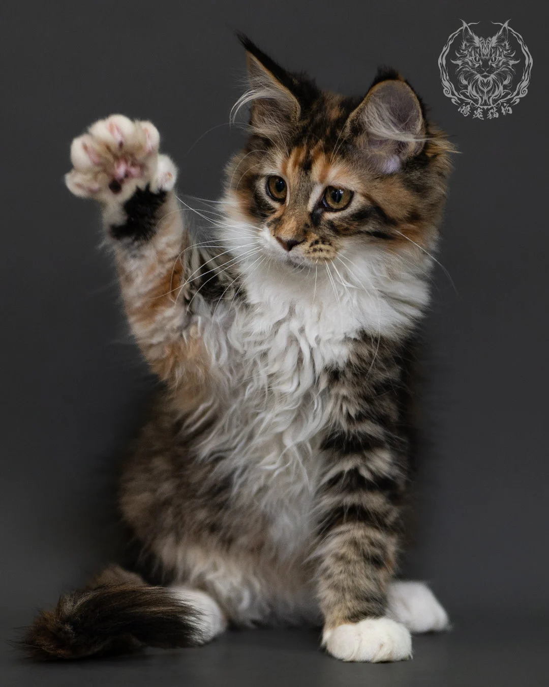 玳帽虎斑緬因貓 Tortie Tabby Maine Coon 3months Cattery Taichung 15