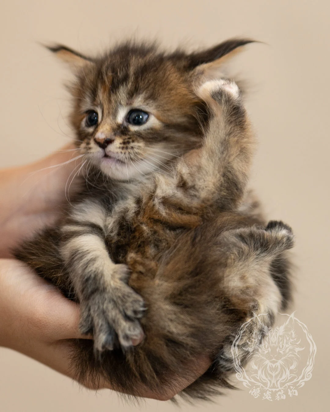 棕虎斑玳帽緬因貓 Brown Tabby Tortie Maine Coon 4weeks Closeup 9