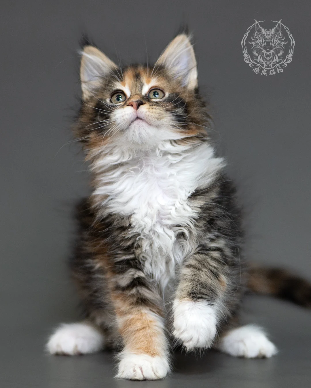 鴻炎貓坊棕虎斑玳帽緬因貓2個月,brown Torbie Maine Coon Kitten 6
