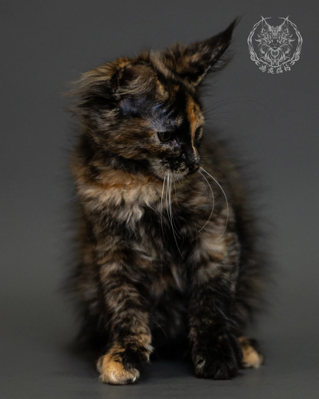 黑玳帽緬因貓 Tortoiseshell Maine Coon 2months Closeup 6