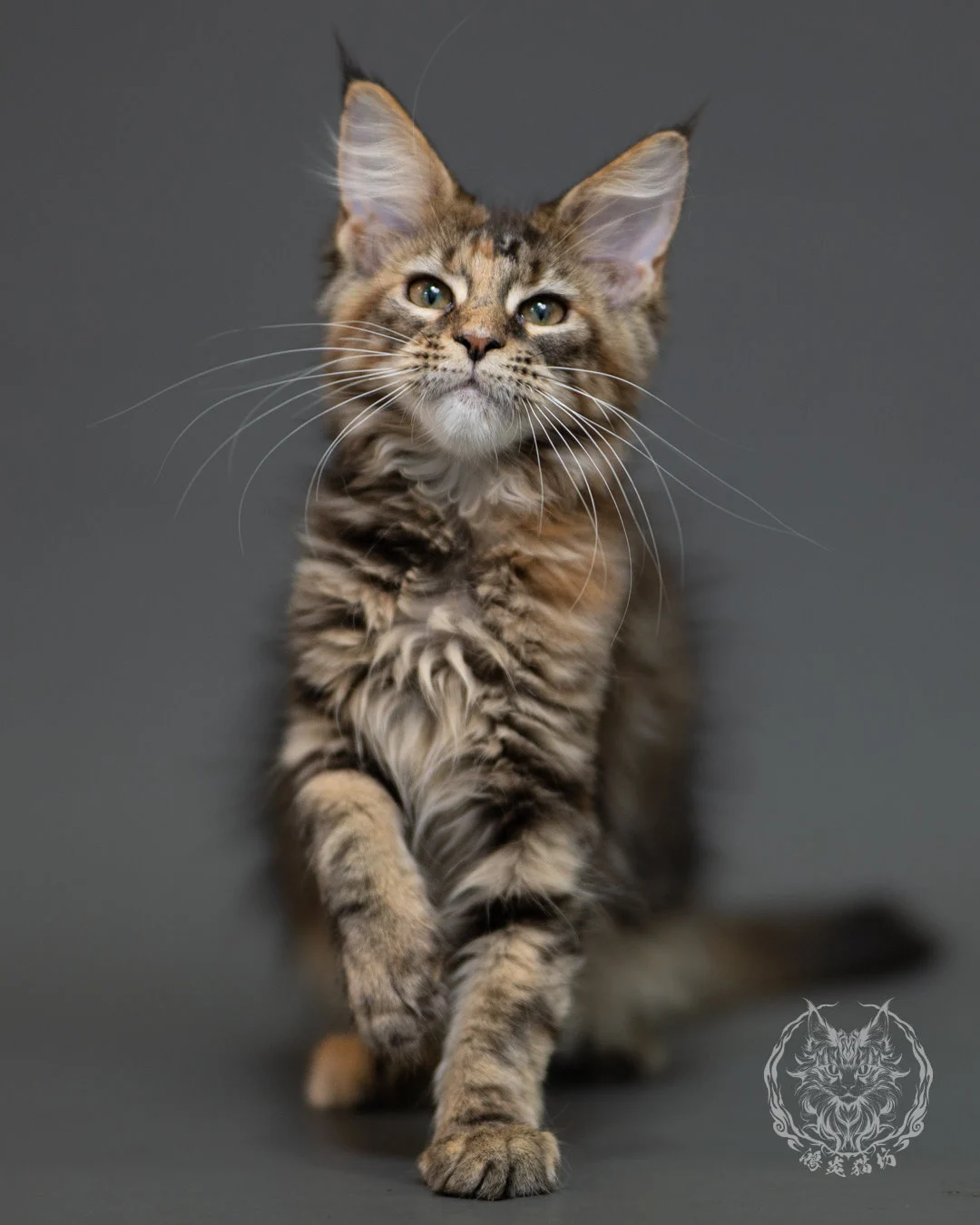 棕虎斑玳帽緬因貓 Brown Torbie Maine Coon 3months Cattery Taichung 5
