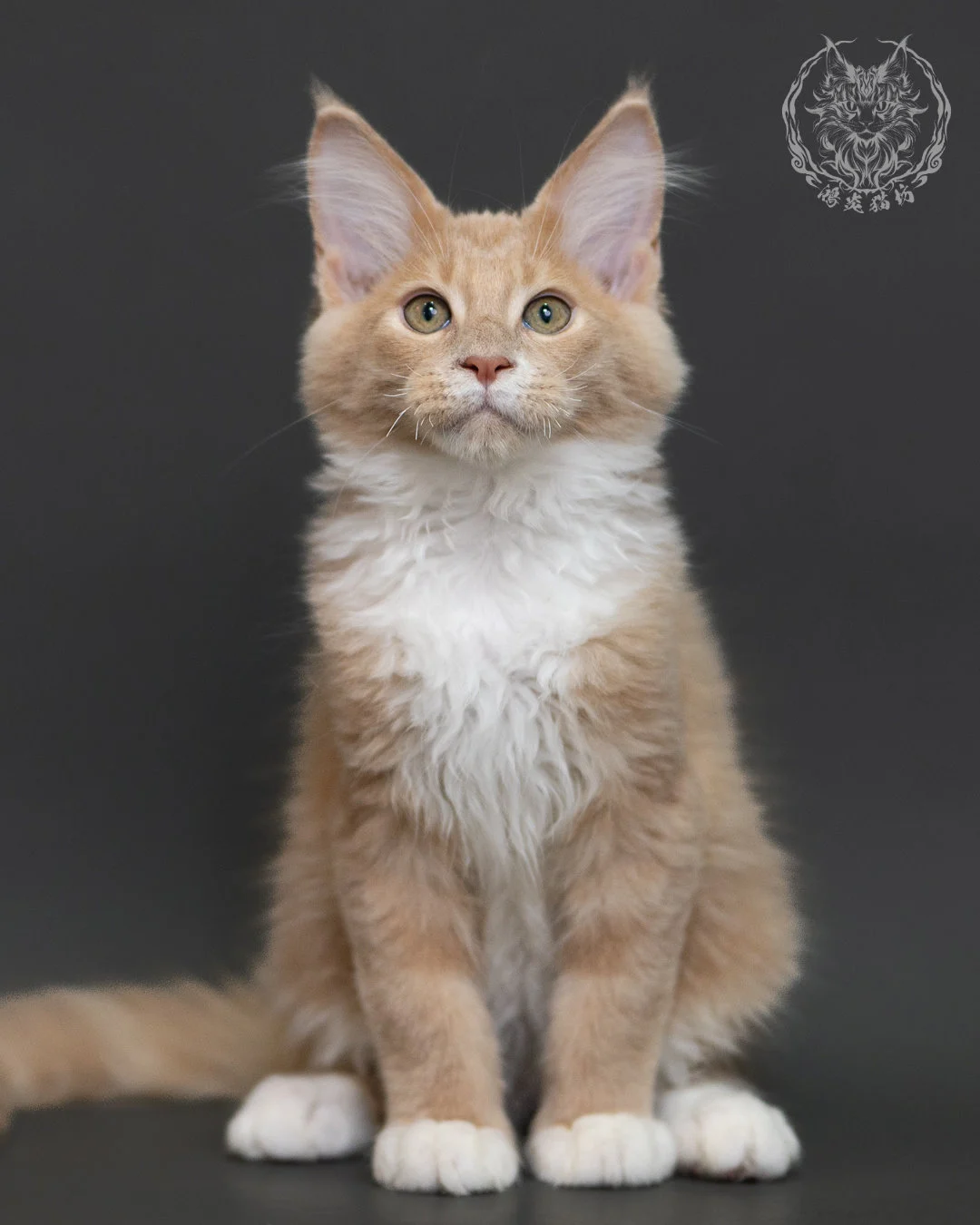 奶油虎斑緬因貓 Cream Tabby Maine Coon 3months Cattery Taichung 12