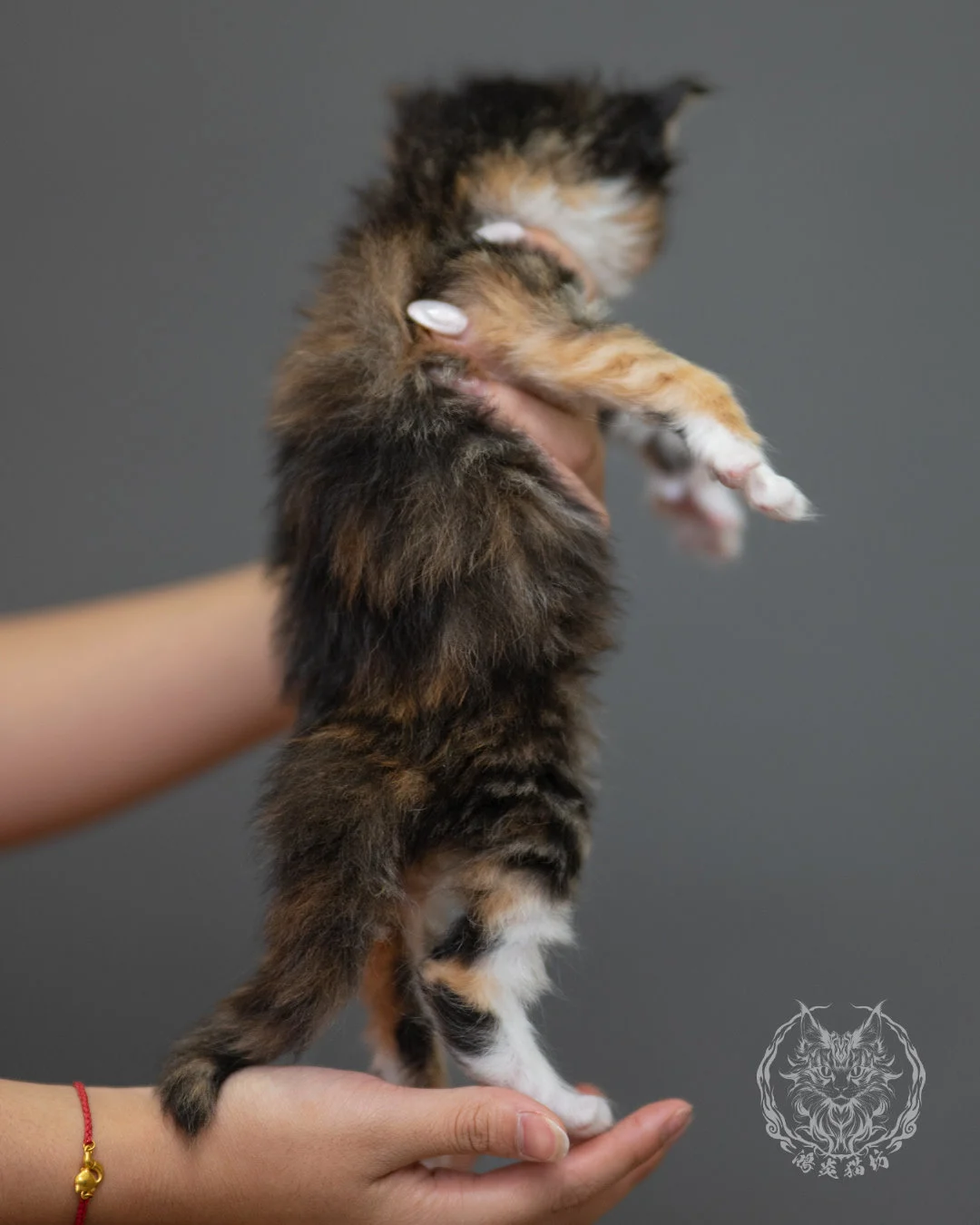 玳帽虎斑緬因貓 Black Tortie Maine Coon 4weeks Closeup 6