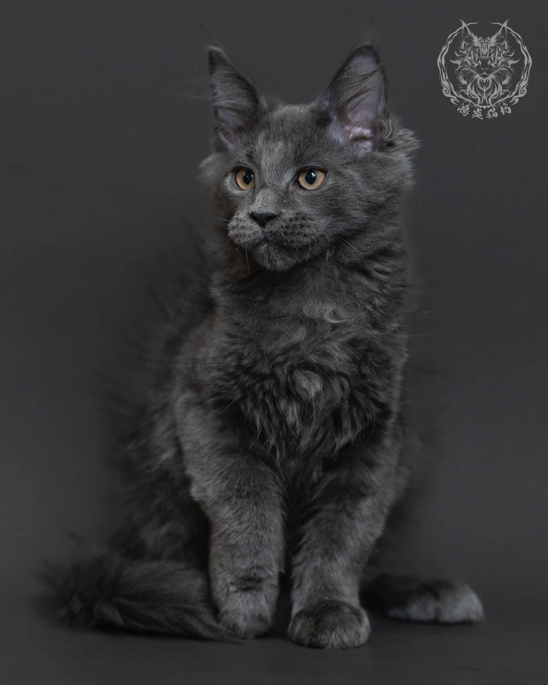 藍煙燻緬因貓 Blue Smoke Maine Coon 3months Cattery Taichung 3