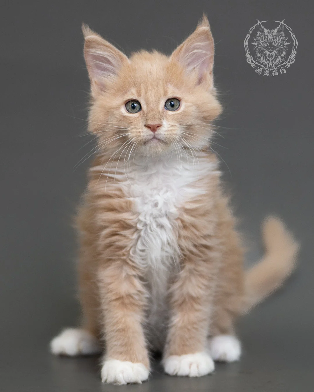 鴻炎貓坊奶油虎斑緬因貓2個月，cream Tabby Maine Coon Kitten 1