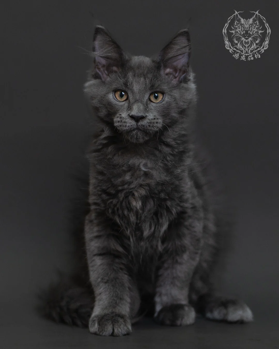 藍煙燻緬因貓 Blue Smoke Maine Coon 3months Cattery Taichung 1