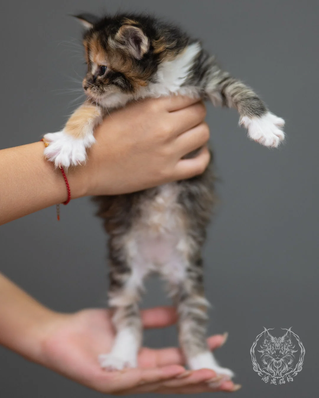 玳帽虎斑緬因貓 Black Tortie Maine Coon 4weeks Closeup 4