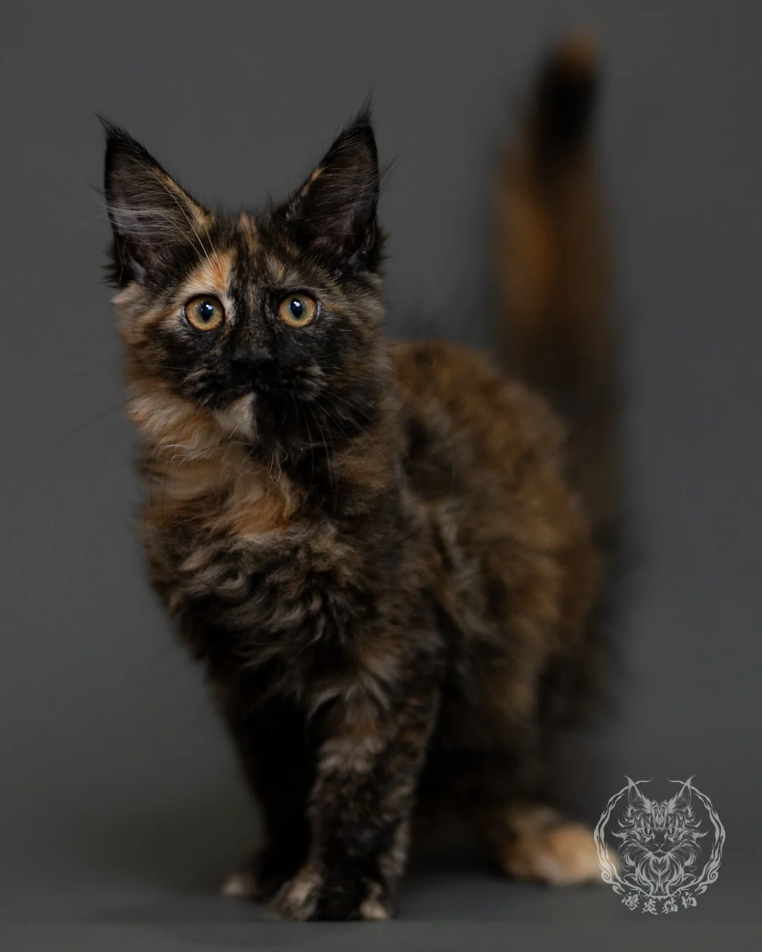黑玳帽緬因貓 Tortoiseshell Maine Coon 3months Cattery Taichung 2