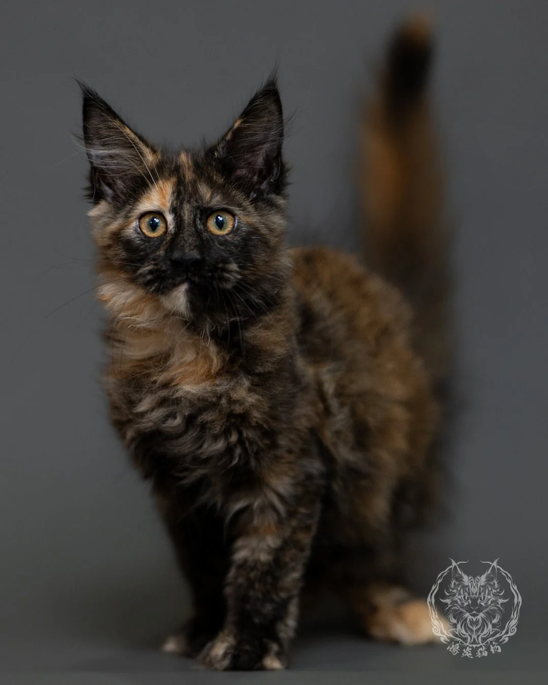 黑玳帽緬因貓 Tortoiseshell Maine Coon 3months Cattery Taichung 1