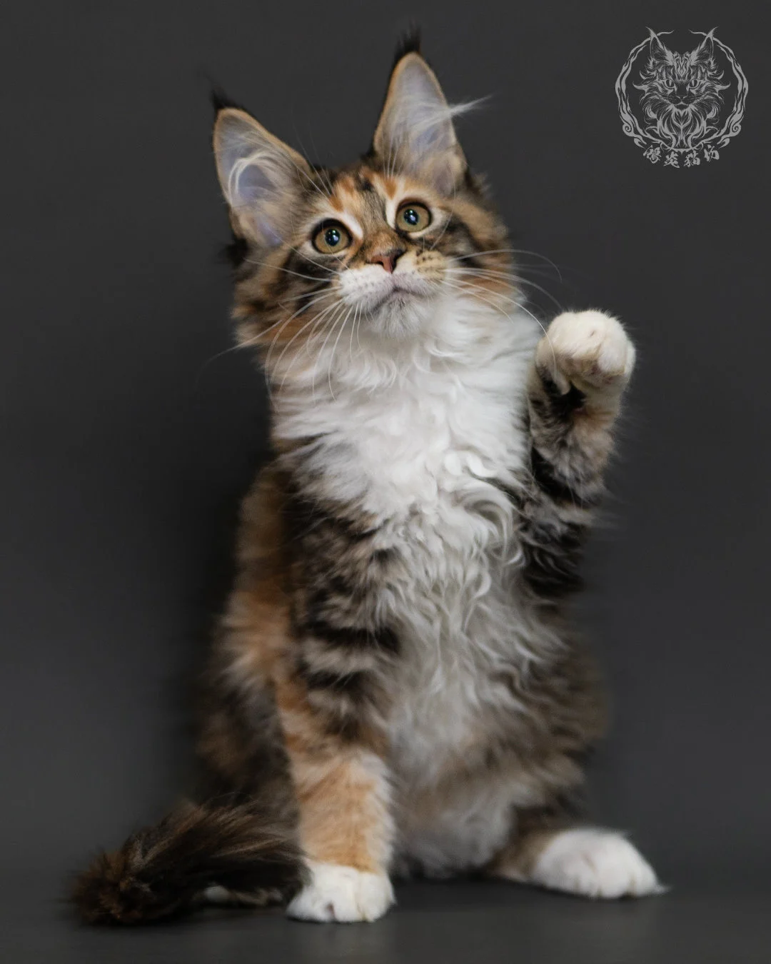 玳帽虎斑緬因貓 Tortie Tabby Maine Coon 3months Cattery Taichung 6