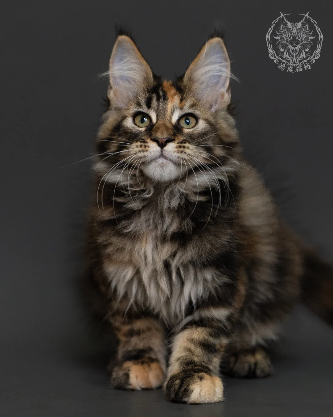 玳帽虎斑緬因貓 Tortie Tabby Maine Coon 3months Cattery Taichung 1